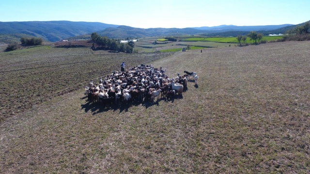 Sinop’un Boyabat ilçesinde 53 senedir Kurusaray köyünde yaşayan ve 160 keçisiyle çobanlık yaparak 8 çocuğunun ve kendisinin geçimini sağlayan Altun, halinden memnun olduğunu belirtti.