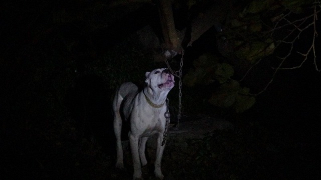 Sinop ilinde kimliği belirlenemeyen kişiler yasaklı tür köpeği bir evin bahçesine bağlayarak kaçtılar. Görgü tanıklarından alınan ihbar sonrasında olay yerine gelen Sinop Belediye ekipleri köpeği teslim aldı.