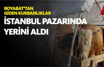 Boyabat'tan Giden Kurbanlıklar İstanbul Pazarında Yerini Aldı