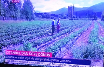 Boyabatlı Çilek Üreticisi İsmail Memiş TRT ekranlarında