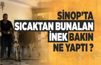Sinop'ta Sıcaktan Bunalan İnek Bakın Ne Yaptı ?