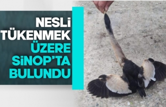 Nesli tükenmekte olan kuş Sinop'ta bulundu