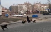 Boyabat’ta sokak köpekleri genç kıza saldırdı !