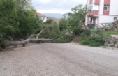 Boyabat’ta rüzgar ağacı devirdi yol kapandı !