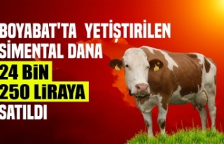 Boyabat'ta Yetiştirilen Simental Dana İstanbul'da...