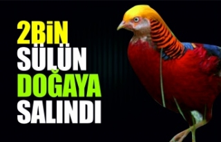Sinop'ta 2 bin sülün doğayla buluştu