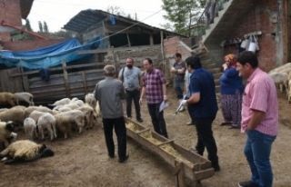 Boyabat Cemalettin Köyü'ndeki Koyun Ölümleri...