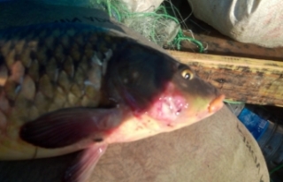 Boyabat Barajında toplu balık ölümleri, korku...