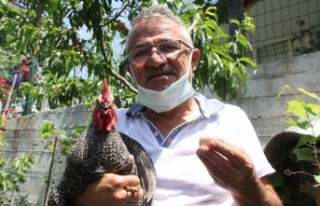 Sinop’ta 2 aydır yumurtlayan horoz sahibini şaşırttı