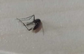 Asya kaplan sivrisineği Sinop'ta görüldü...