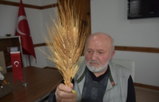 Boyabat'ta 90 yıllık ata tohumu buğday başağı...