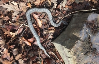 Boyabat Sinop yolunda boynuzlu engerek yılanı görüntülendi