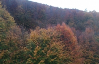Boyabat ormanlarında renk cümbüşü  