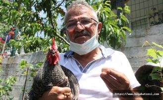 Sinop’ta 2 aydır yumurtlayan horoz sahibini şaşırttı
