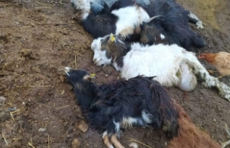 Boyabat'ta gece ahıra giren kurt sürüsü 20 keçiyi telef etti