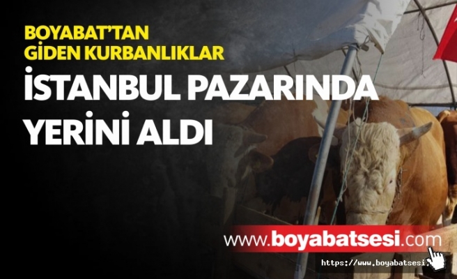 Boyabat'tan Giden Kurbanlıklar İstanbul Pazarında Yerini Aldı