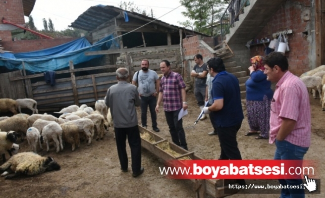 Boyabat Cemalettin Köyü'ndeki Koyun Ölümleri Araştırılıyor