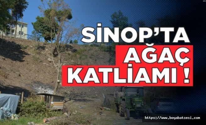 Sinop'ta Ağaç Katliamı