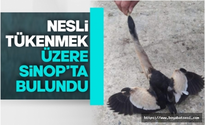 Nesli tükenmekte olan kuş Sinop'ta bulundu
