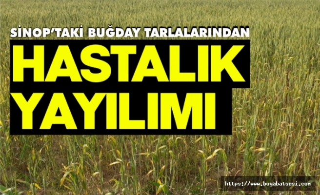 Sinop’taki buğday tarlalarından hastalık yayılımı  
