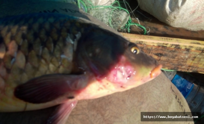Boyabat Barajında toplu balık ölümleri, korku yarattı. 
