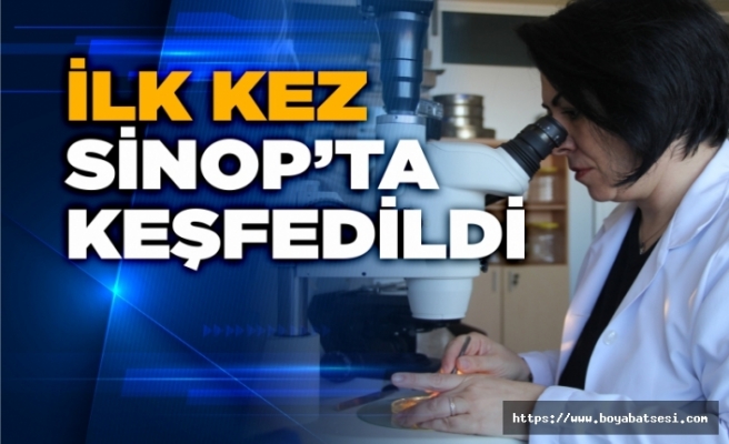 Bilim dünyası için bir ilk, Sinop'ta keşfedildi