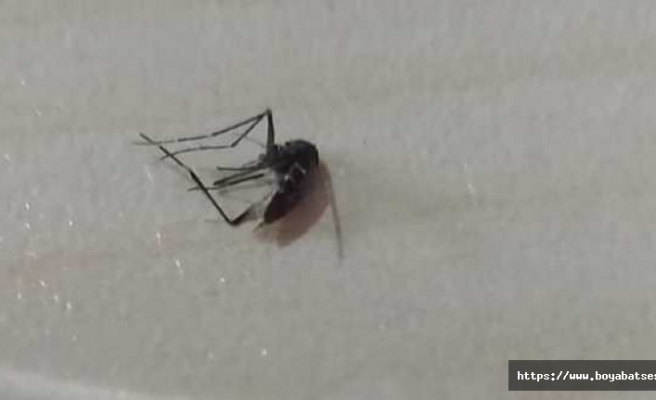 Asya kaplan sivrisineği Sinop'ta görüldü iddiası