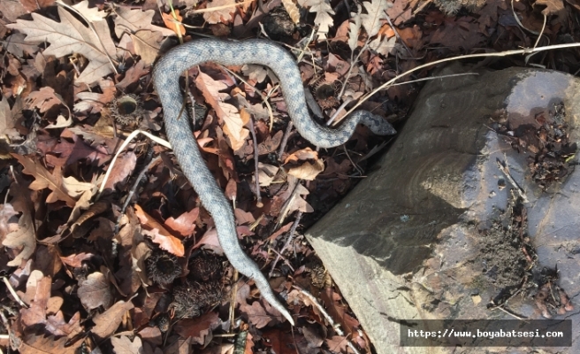 Boyabat Sinop yolunda boynuzlu engerek yılanı görüntülendi