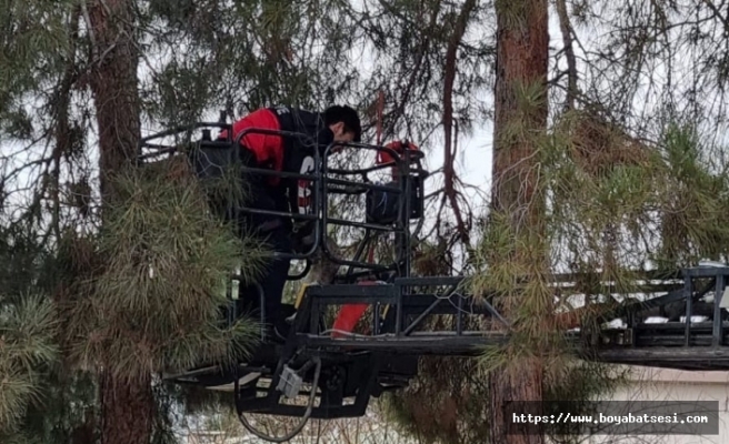 Boyabat’ta ağaçta mahsur kalan kediyi itfaiye ekipleri kurtardı
